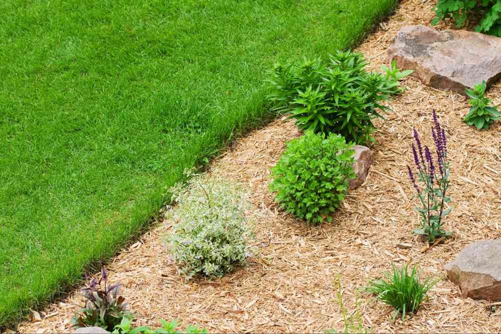 Mulched garden bed with shrubs and flowers demonstrating aroma, weed control, and garden use benefits of natural wood mulch landscaping.