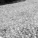 Crushed limestone fines spread across a prepared landscaping surface, creating a compactable aggregate base commonly used for pathways, patios, driveways, and hardscape projects.