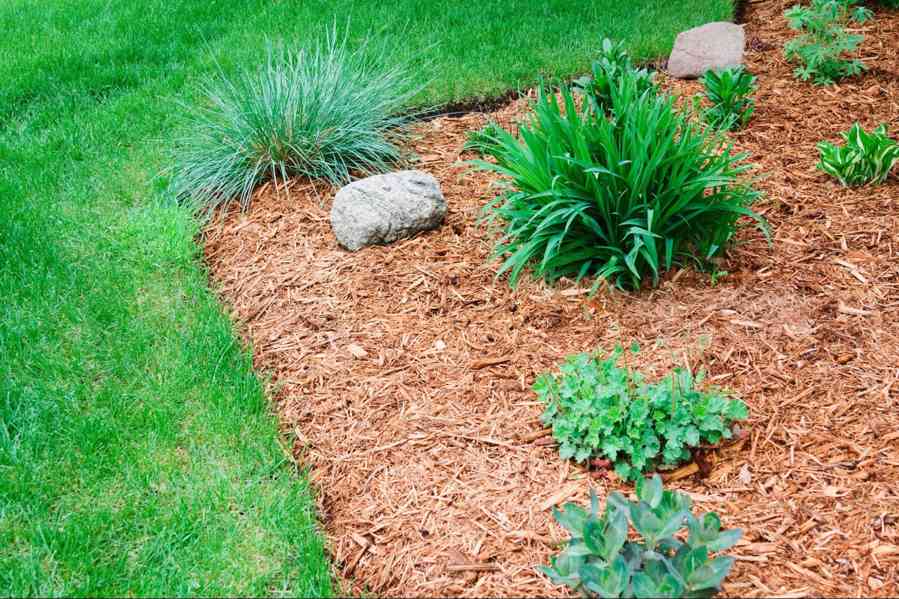 Compare cedar vs pine mulch for durability, aroma, weed control, moisture retention, and garden performance.