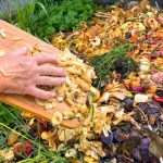 Food scraps being added to a compost pile to create nutrient-rich organic material for garden soil.