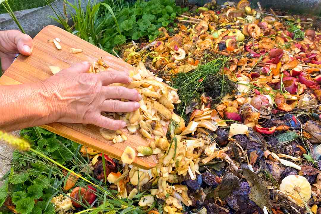Food scraps being added to a compost pile to create nutrient-rich organic material for garden soil.