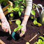 Gardener planting and preparing a raised garden bed as part of how to get a garden ready for fall.