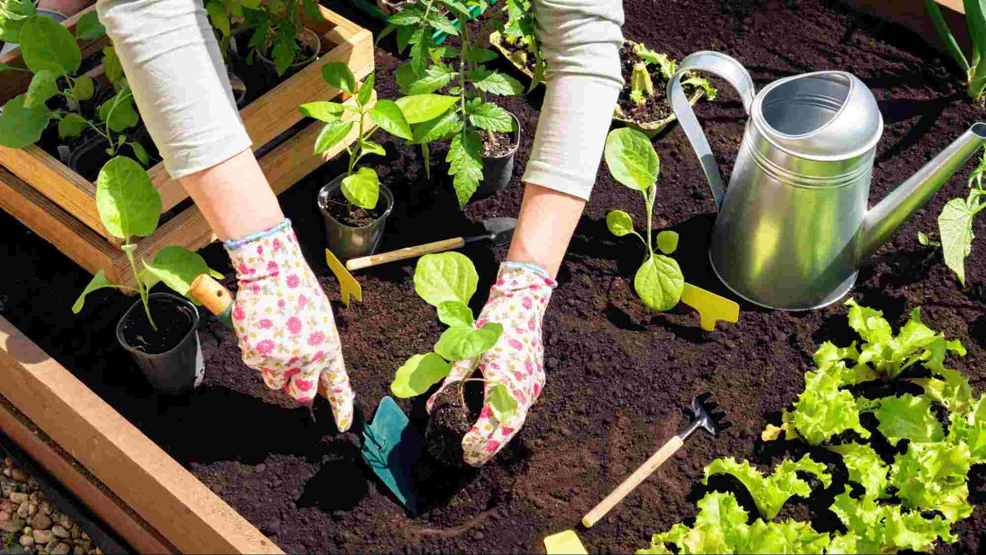 Gardener planting and preparing a raised garden bed as part of how to get a garden ready for fall.