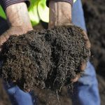 Hands holding a rich organic soil blend containing compost and organic matter for healthy garden growth.