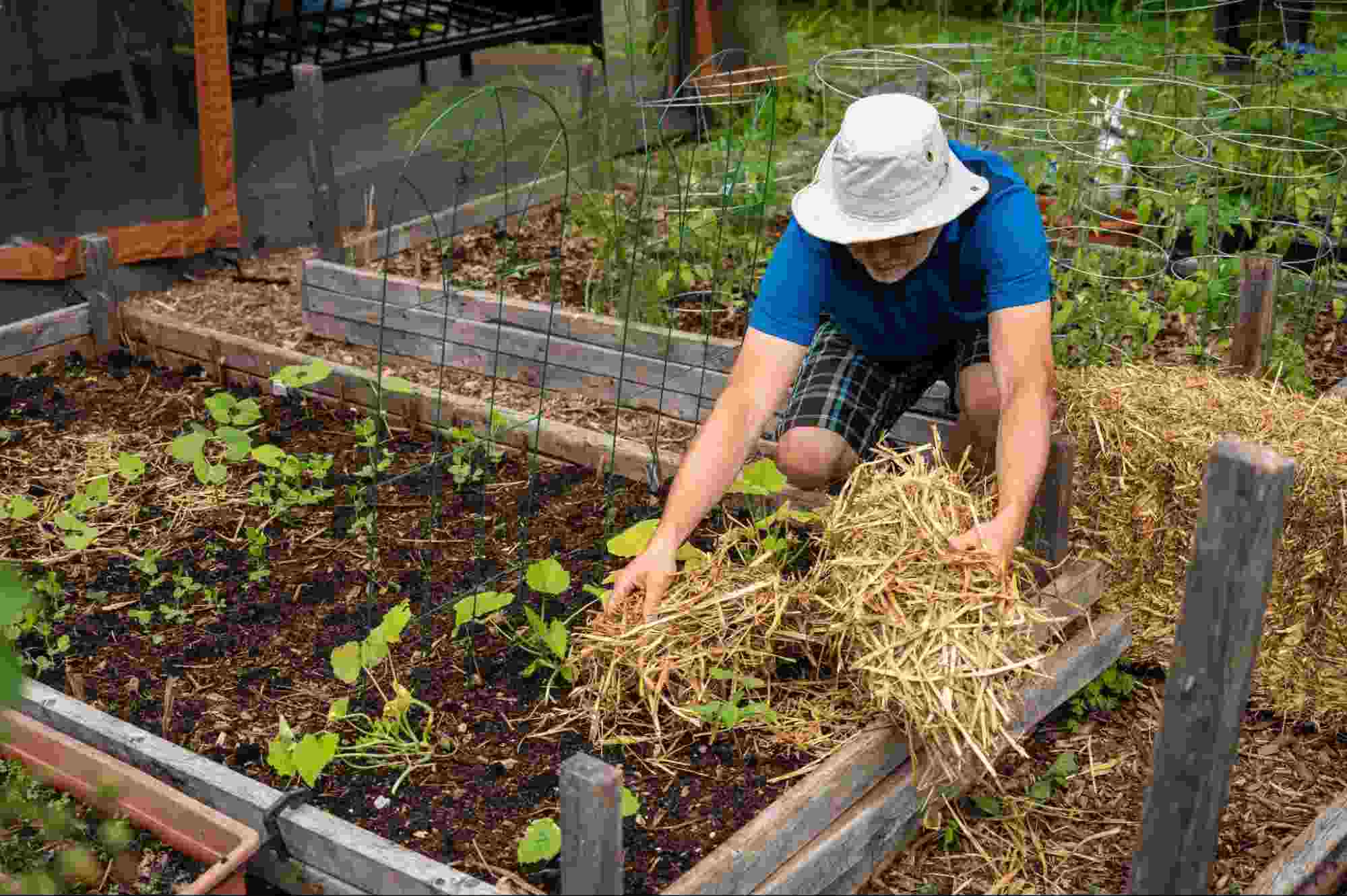 Gardener applying straw mulch to a raised garden bed as part of how to get a garden ready for fall with better soil care.