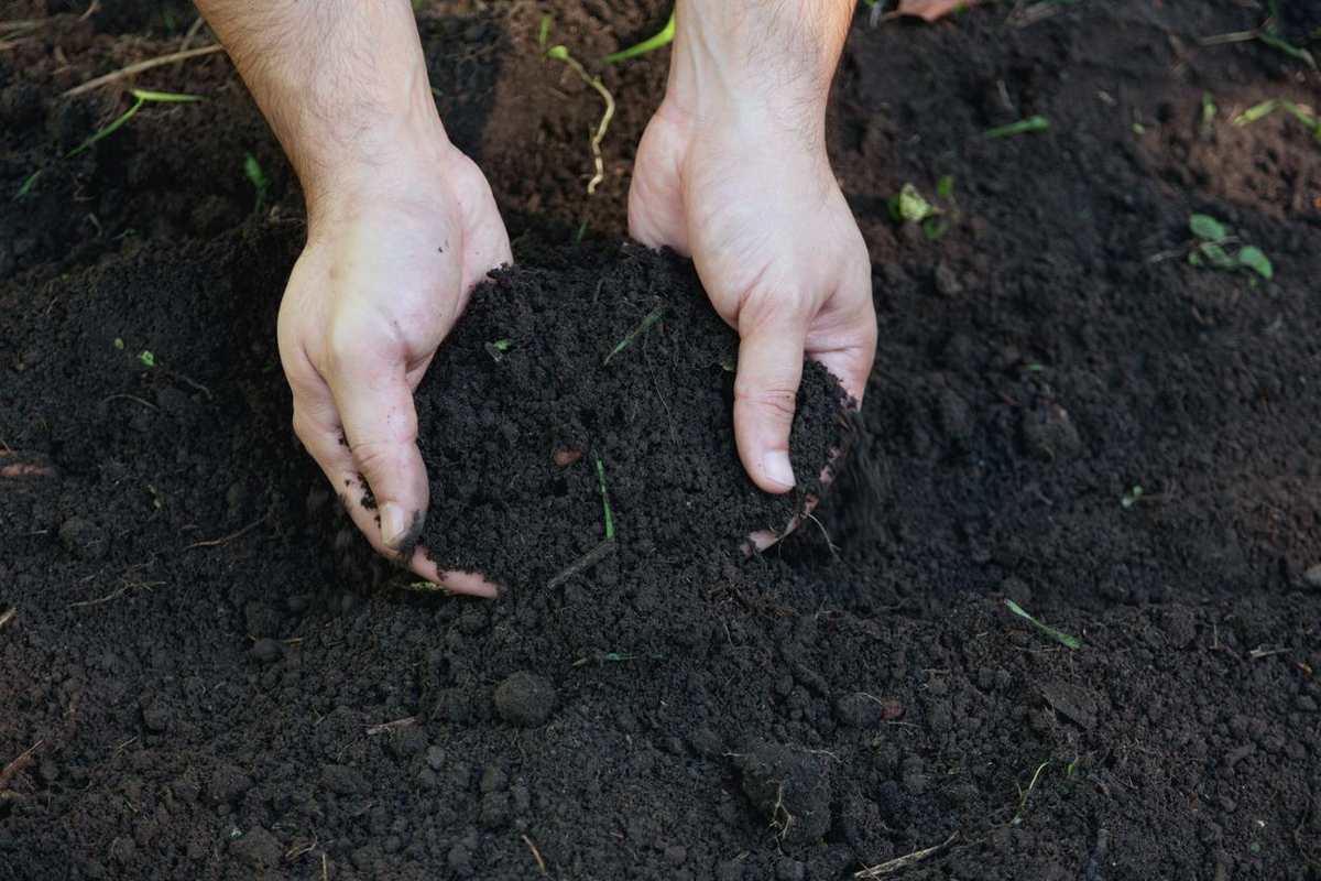 Hands holding dark, crumbly finished compost ready to be added to garden soil.