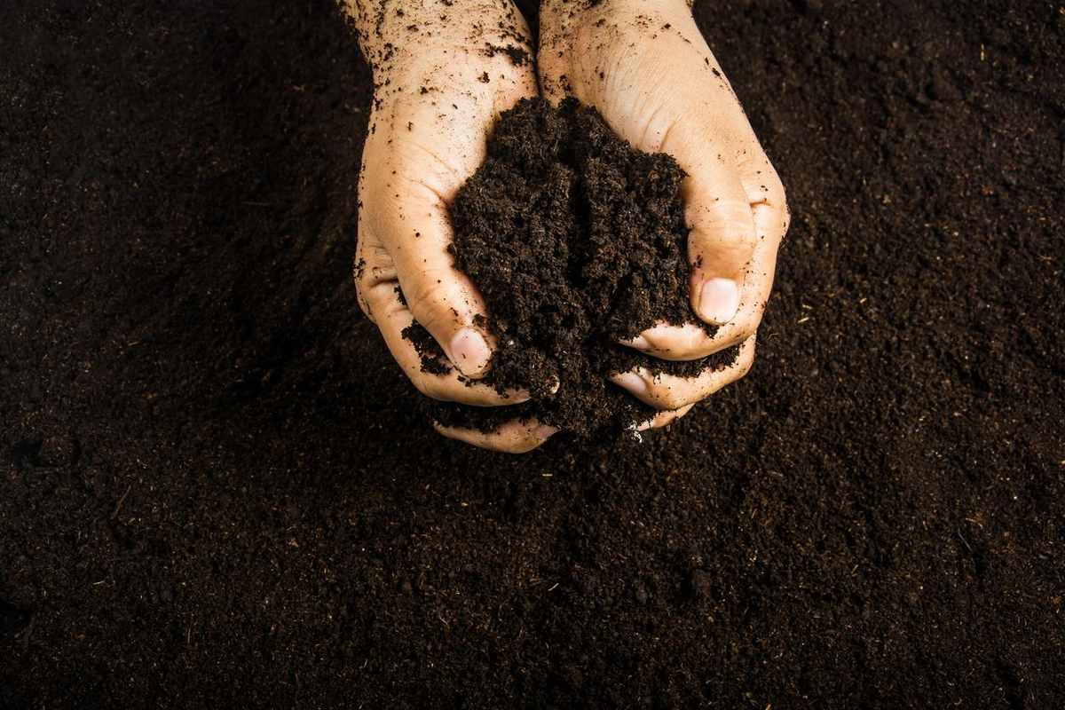 Hands holding finished compost ready to be added to garden soil to improve soil structure and organic matter.